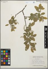 Foto von Salix glauca L.